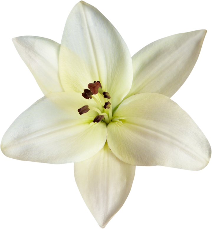 white lily flower